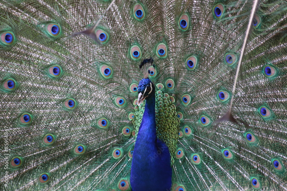 Obraz premium Blue peacock (Pavo cristatus) seen from the front. The background is formed by its mighty tail feathers