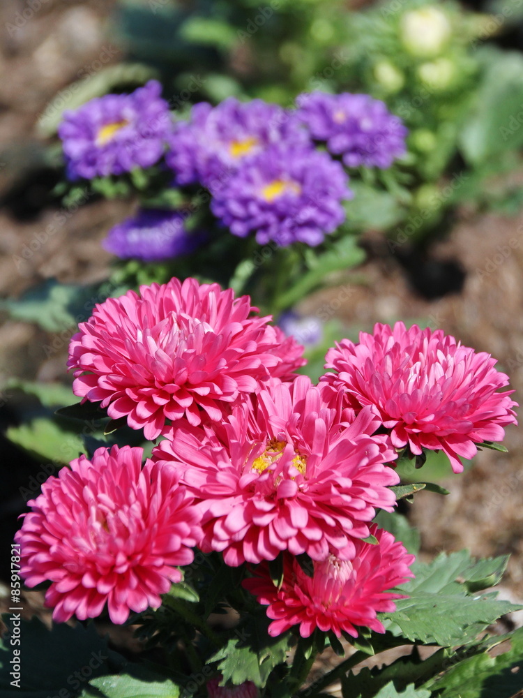 Obraz premium Aster Flowers - Callistephus Chinensis
