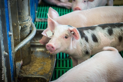 Schweinehaltung, fressende Ferkel am Futtertrog photo