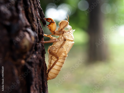 cicada molt perched on tree trunk, insect transformation, life cycle of cicadidae
