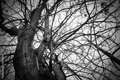 Black and  white old tree