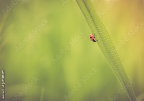 Beautiful vintage photo of ladybug