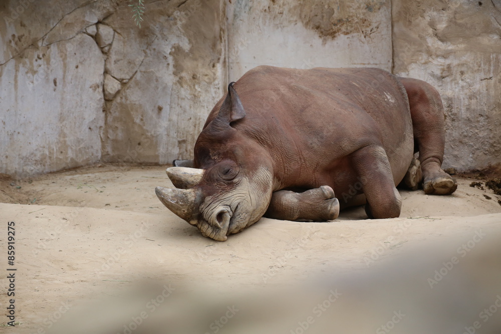 Black rhinoceros (Diceros bicornis) lying on the ground Black rhinoceros (Diceros bicornis) lying on the ground