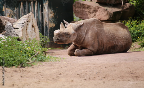 Black rhinoceros (Diceros bicornis) with a cut off horn sitting on the ground