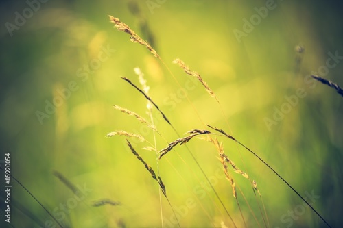 Fototapeta Naklejka Na Ścianę i Meble -  Vintage photo of grass ears on meadow