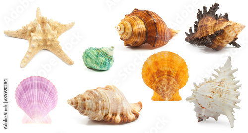 collection of Seashell in close-up isolated