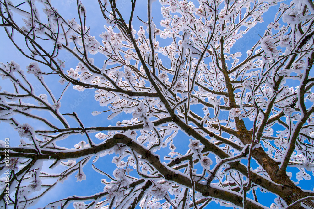 Bare tree covered with snow Bare tree covered with snow