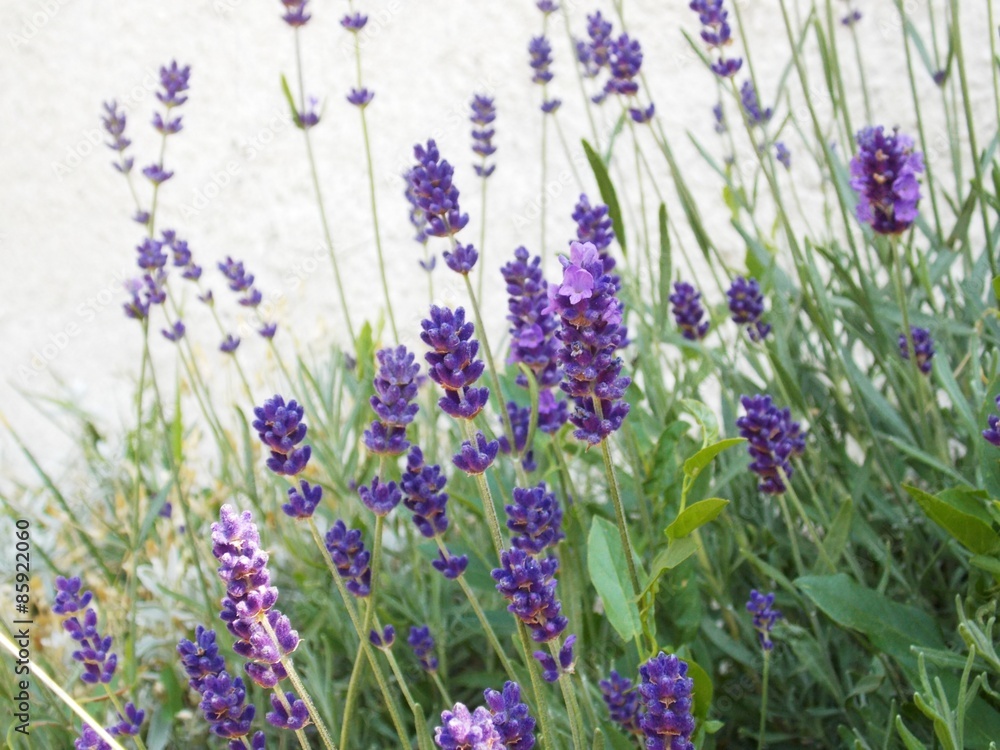 Obraz premium Lavender