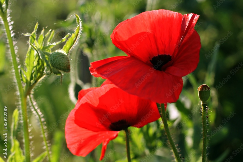 Fototapeta premium Two Red Poppies on green