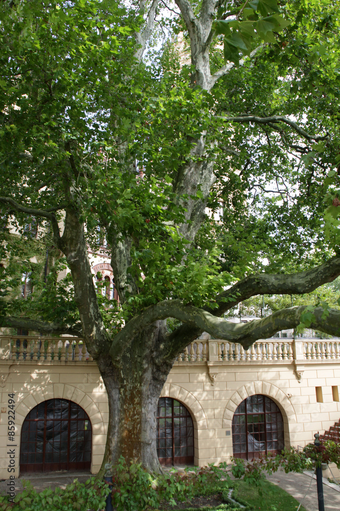 Riesige Platane im Schweriner Schlossgarten