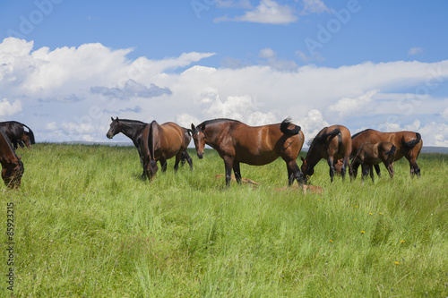 group of horses grazing in prairie