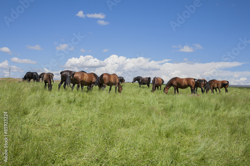 horses livestock