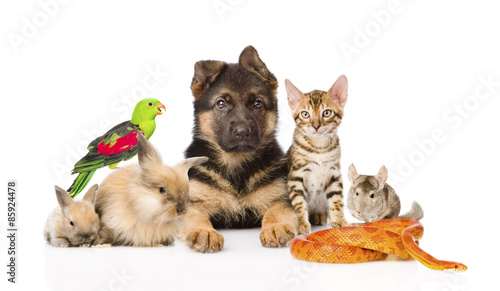 Fototapeta Naklejka Na Ścianę i Meble -  large group of pets along. Isolated on white background