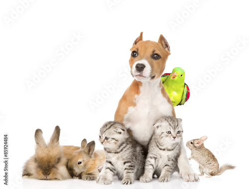 Fototapeta Naklejka Na Ścianę i Meble -  large group of pets together in front. Isolated on white backgro