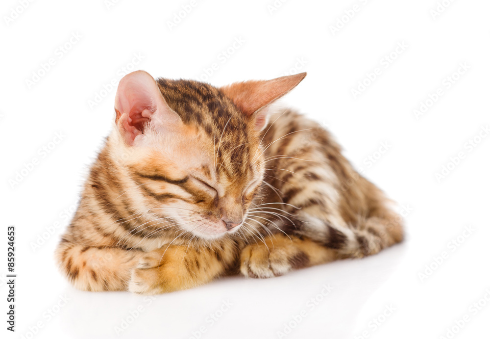 bengal kitten sleeps. isolated on white background