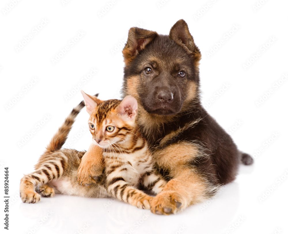 german shepherd puppy dog embracing little bengal cat. isolated