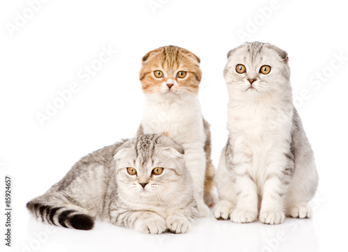 Three lop-eared scottish cats together looking at camera. isolat