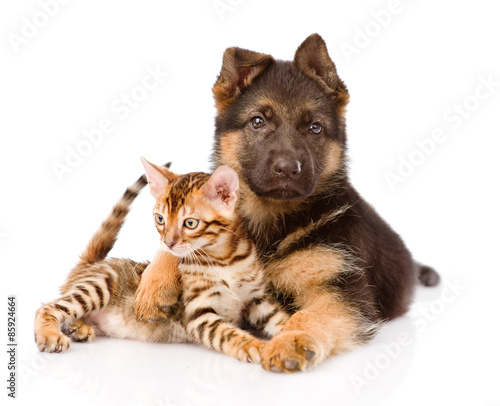 german shepherd puppy dog embracing little bengal cat. isolated
