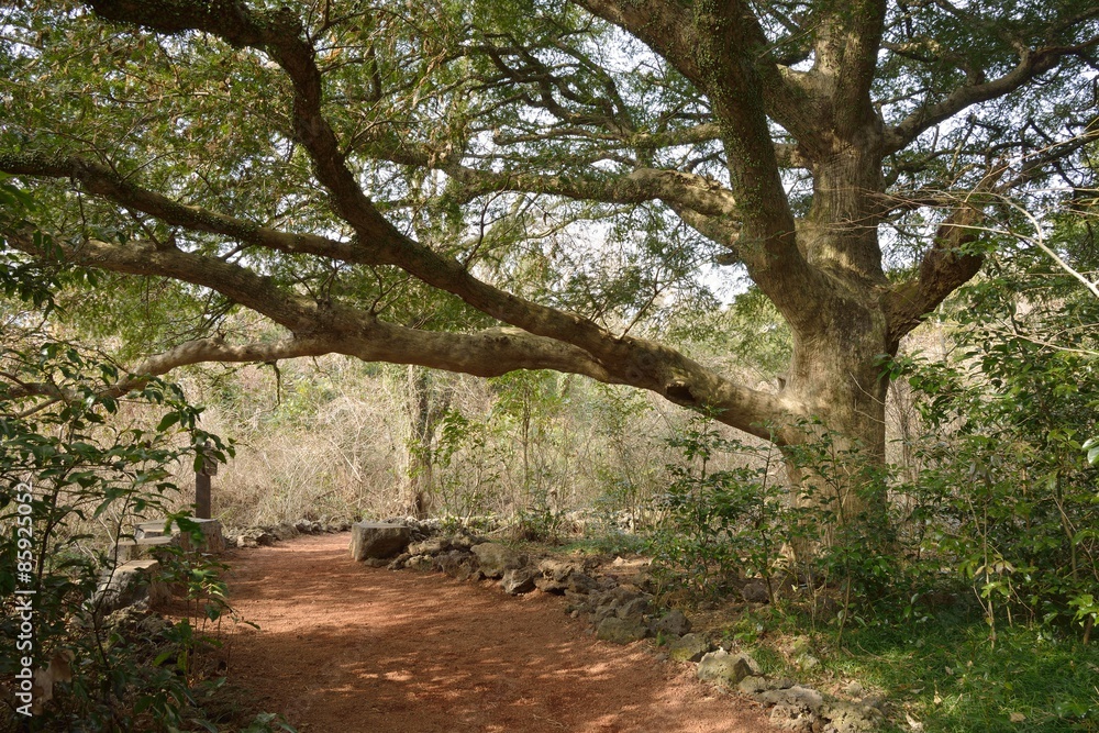 Obraz premium Nutmeg Forest park in Jeju Island, called Bijarim in Korean