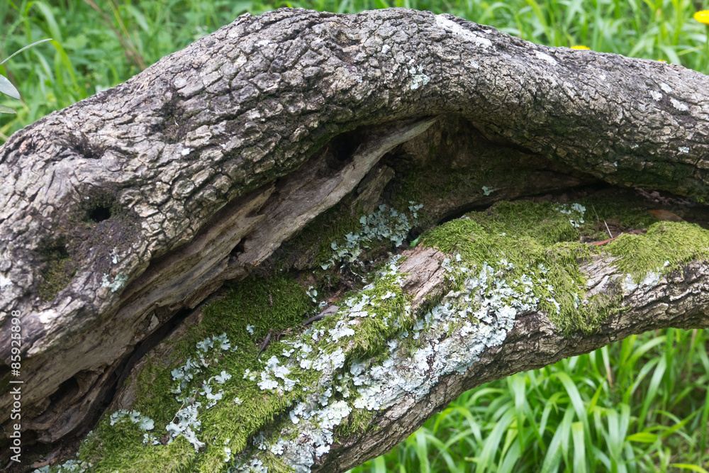 Fototapeta premium Moss growing on fallen tree