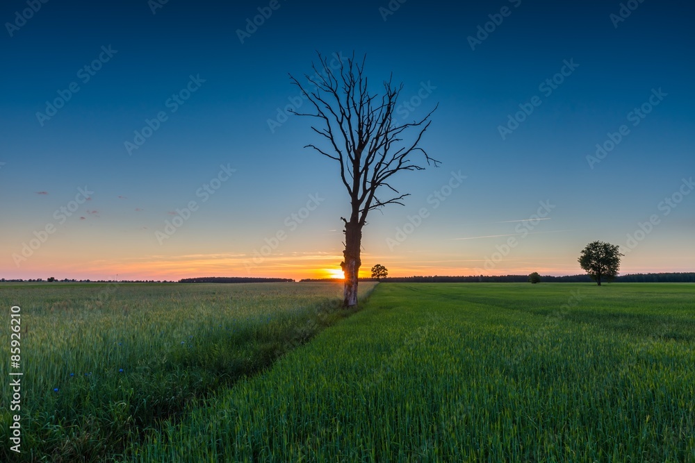 Fototapeta premium Beautiful young green field and old tree