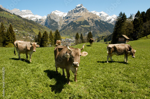 Brown cows in the alpine meadow