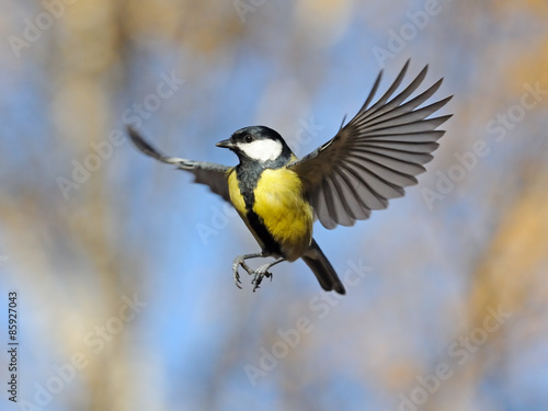 Funny flying Great Tit