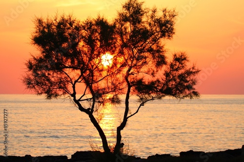 Baum Mallorca  Sonnenaufgang 