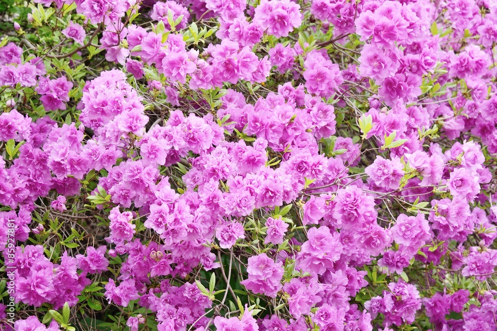 detail of Rhododendron lateritium flowers in full bloom