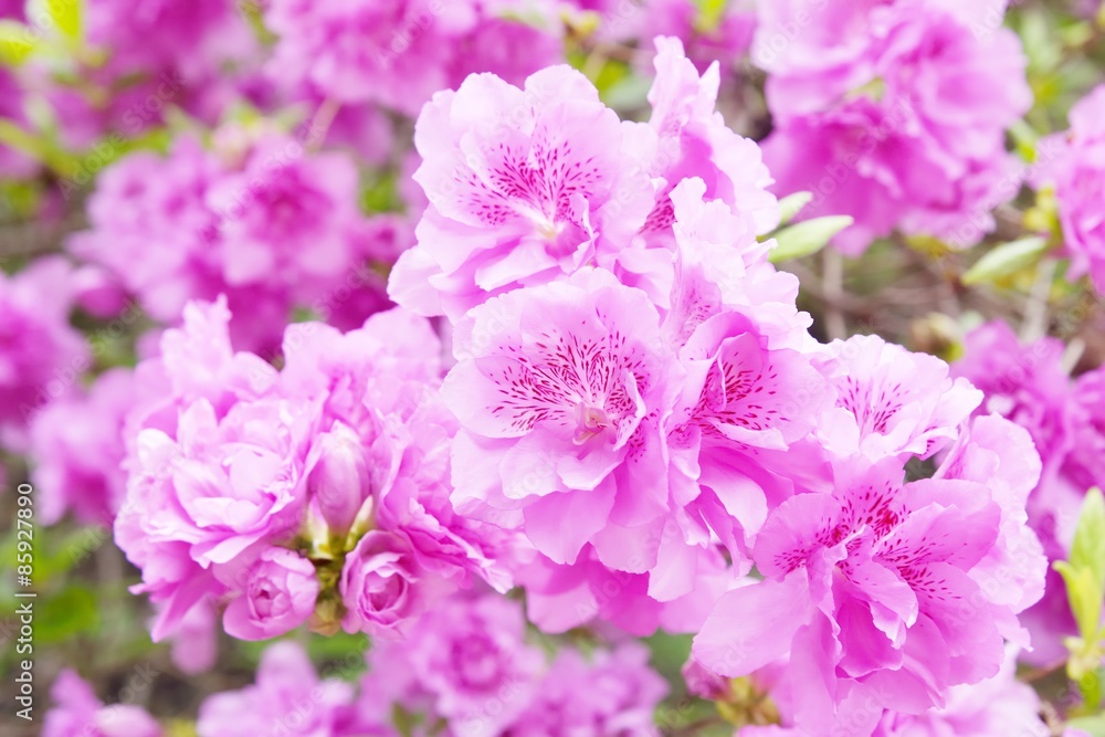 detail of Rhododendron lateritium flowers in full bloom detail of Rhododendron lateritium flowers in full bloom