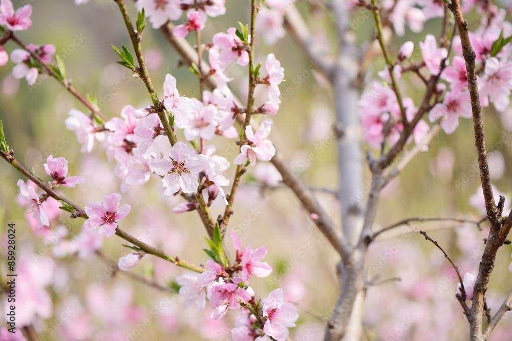 Closeup of peach blossom in full bloom