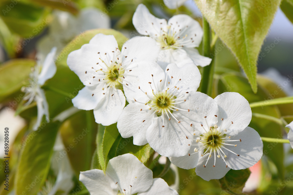 closeup of pear blossoms in full bloom closeup of pear blossoms in full bloom
