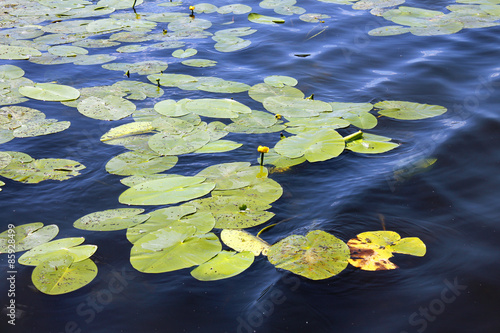 See Teich Natur Landschaft