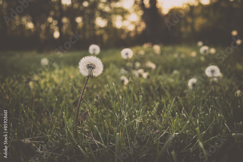 Fototapeta Naklejka Na Ścianę i Meble -  Dandelion field in sunset