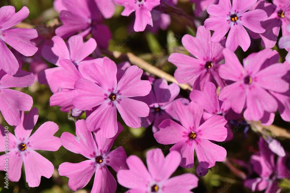 pink Phlox subulata flowers