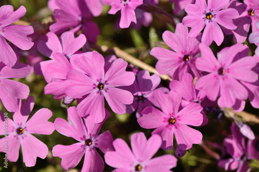 pink Phlox subulata flowers pink Phlox subulata flowers