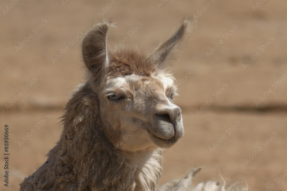Portrait of a lama