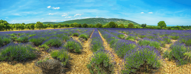 Gartenposter Lavendelblüten Lavendel Panorama  © Photo Feats