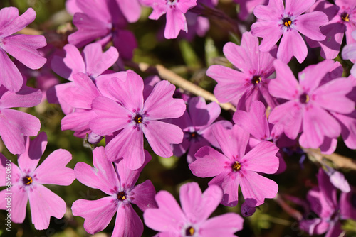 pink Phlox subulata flowers