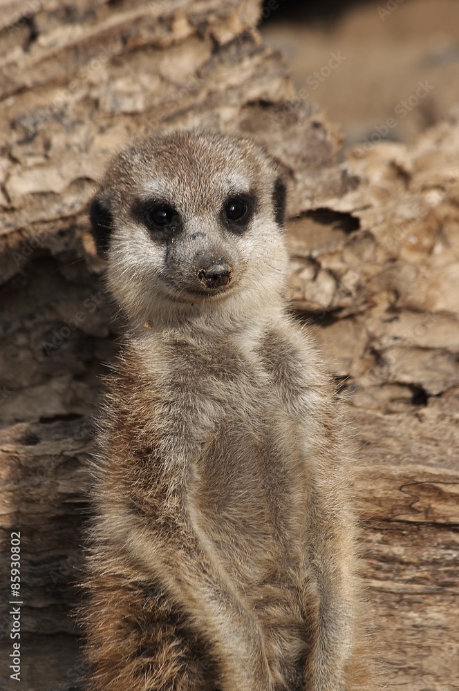 Fototapeta premium Meerkat