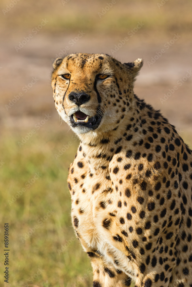 Cheetah potrait Cheetah potrait