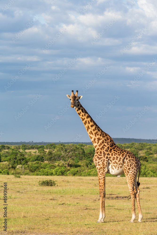 Giraffe at the savanna Giraffe at the savanna