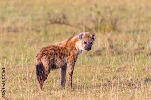 Hyens on the savanna
