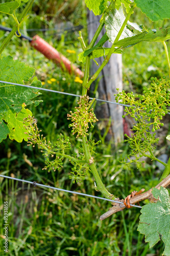 Wachstumsstörung im Weinbau Europaweit photo