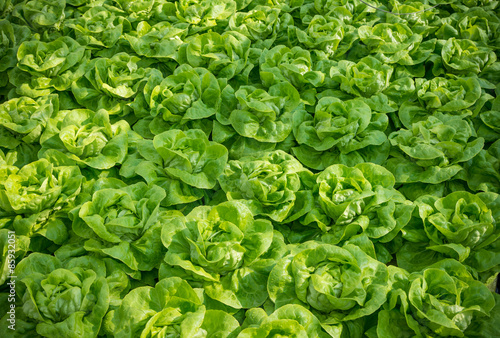 closeup of lettuces