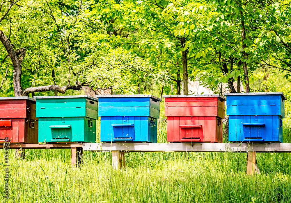 Row of blue, cherry red, cyan, turquoise and garnet red wooden beehives with trees in the background. Row of blue, cherry red, cyan, turquoise and garnet red wooden beehives with trees in the background.
