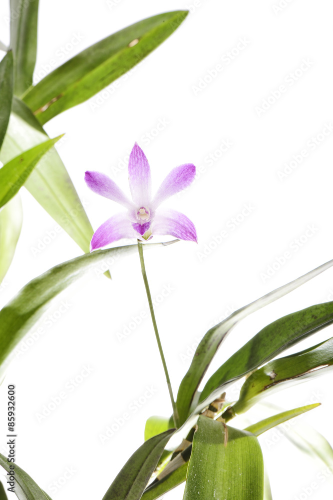 purple dendrobium flower