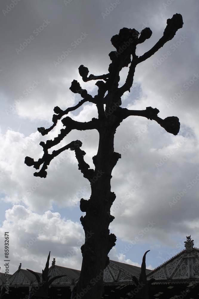 Naklejka premium Trees in the Netherlands