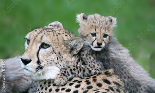 Cheetah cub and his mother