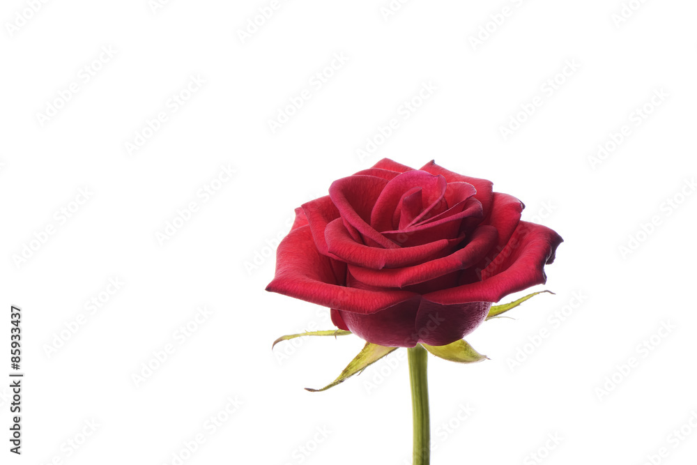 Fototapeta premium Closeup of red rose
